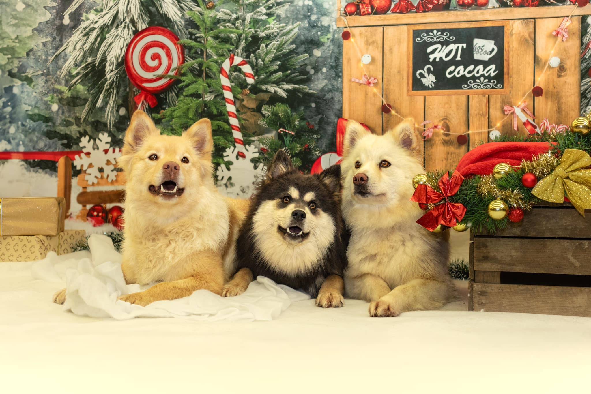 Séance photo des chiens pour Noel Laplume Enchantée