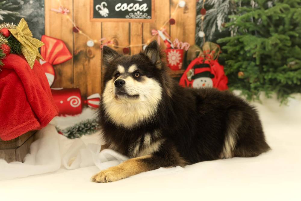 Séance photo des chiens pour Noel Laplume Enchantée