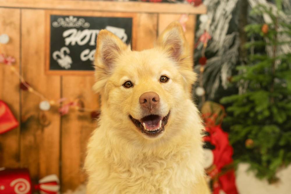 Séance photo des chiens pour Noel Laplume Enchantée