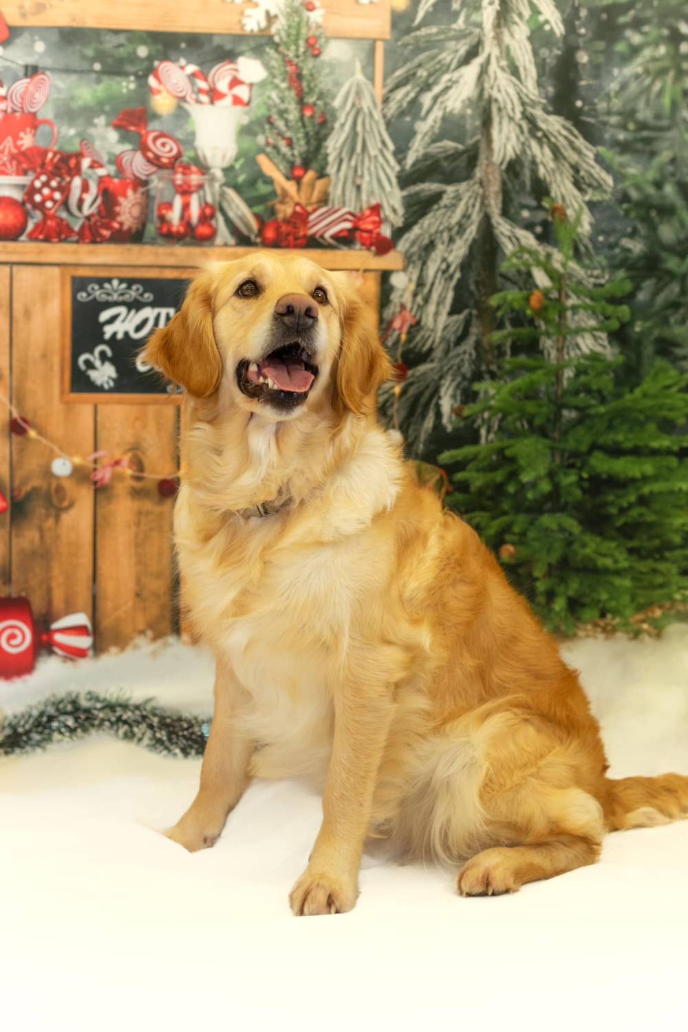 Séance photo des chiens pour Noel Laplume Enchantée
