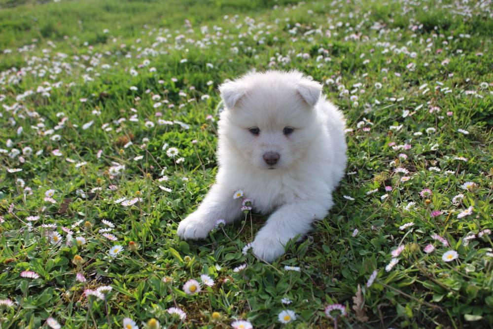 Elevage de chiens Laplume Enchantée