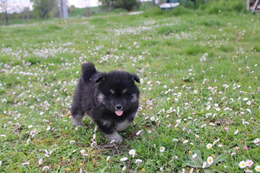 Elevage de chiens Laplume Enchantée
