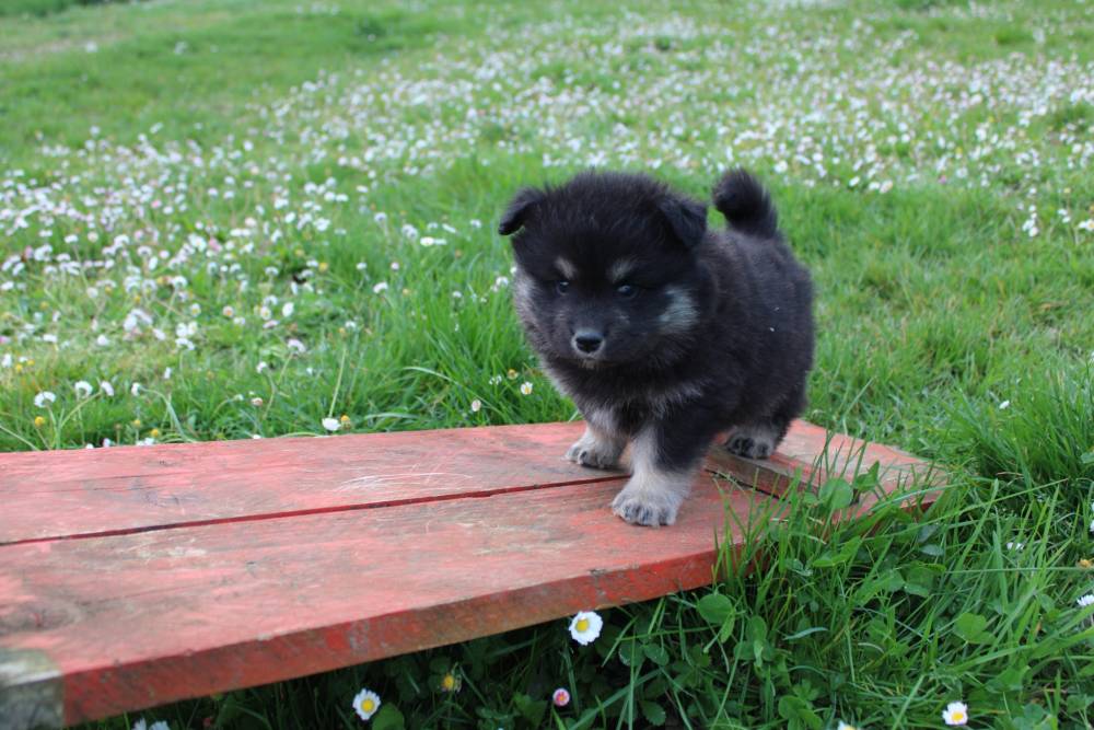 Elevage de chiens Laplume Enchantée