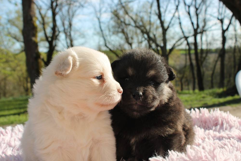 Elevage de chiens Laplume Enchantée