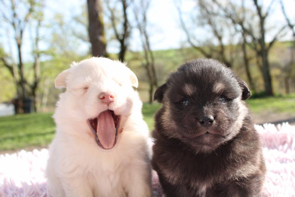 Elevage de chiens Laplume Enchantée