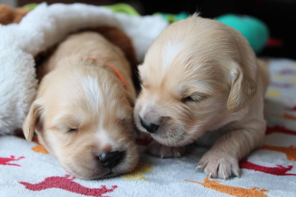 levage de Golden Retriever - Laplume