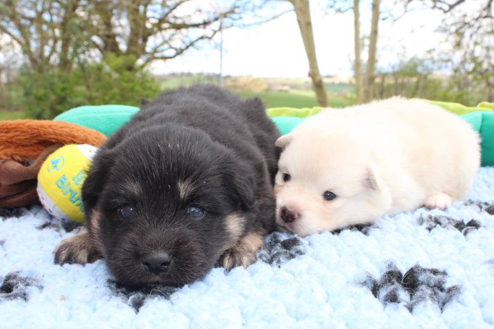 Laplume Enchantée 47 - Élevage de Finnois de Laponie (4)