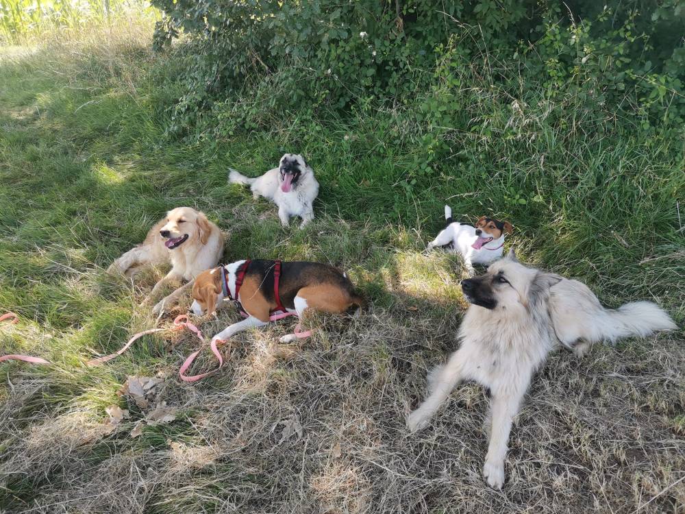 Laplume Enchantée 47 - Pension Canine (2)