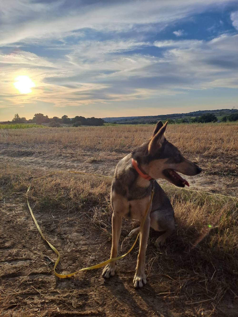 Laplume Enchantée 47 - Pension Canine (3)