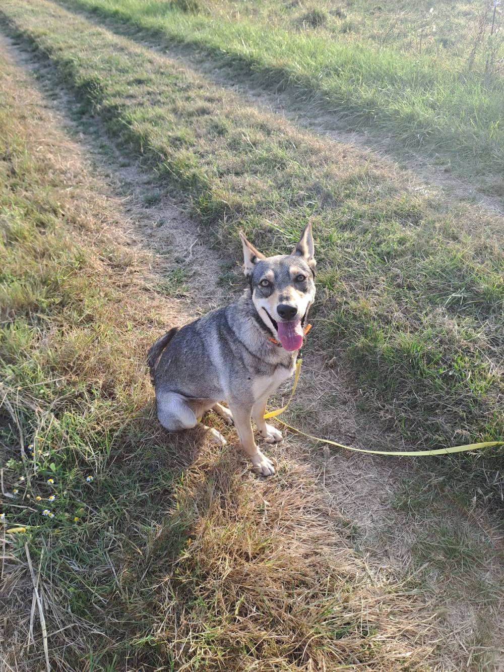 Laplume Enchantée 47 - Pension Canine (4)