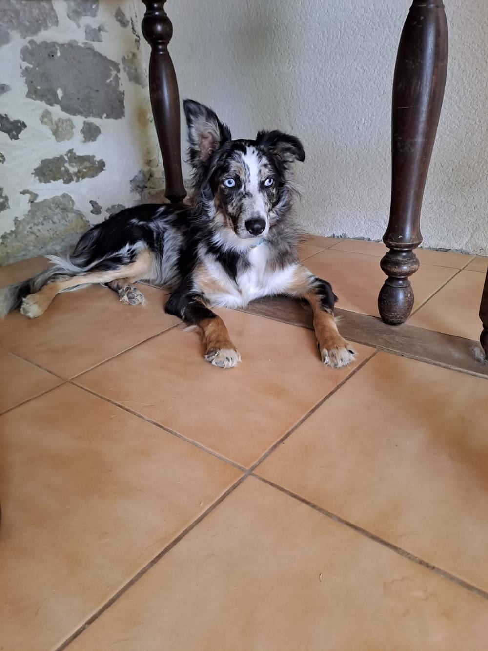 Laplume Enchantée 47 - Pension Canine (8)