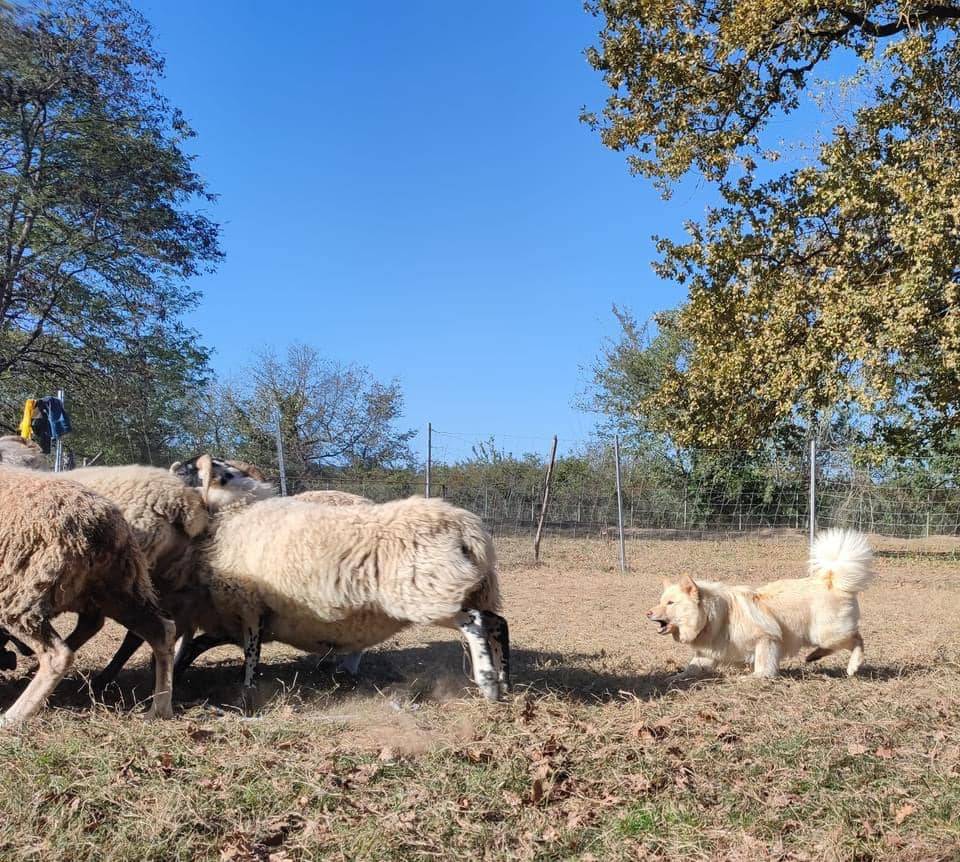 Laplume Enchantée - Éducation Canine 47 (3)