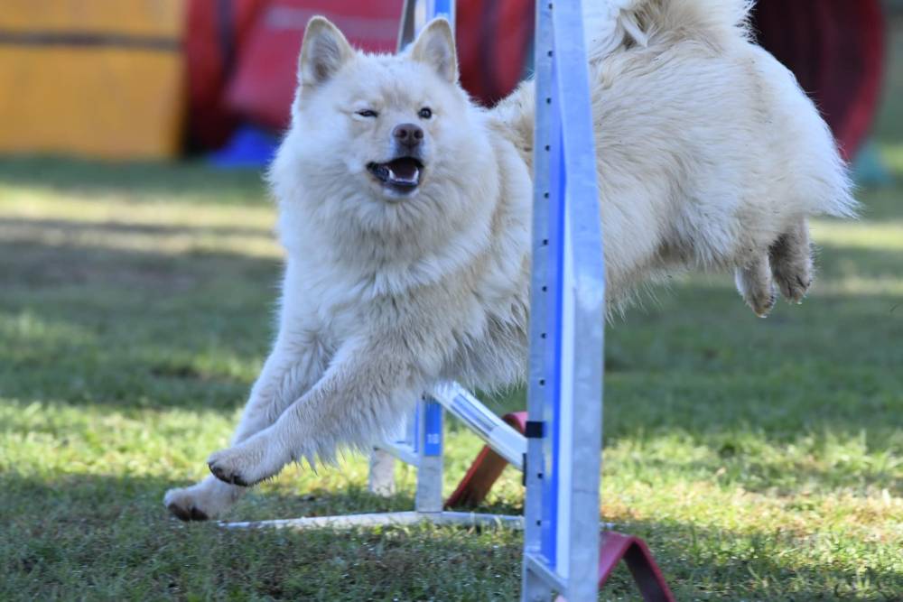 Laplume Enchantée - Éducation Canine 47 (6)