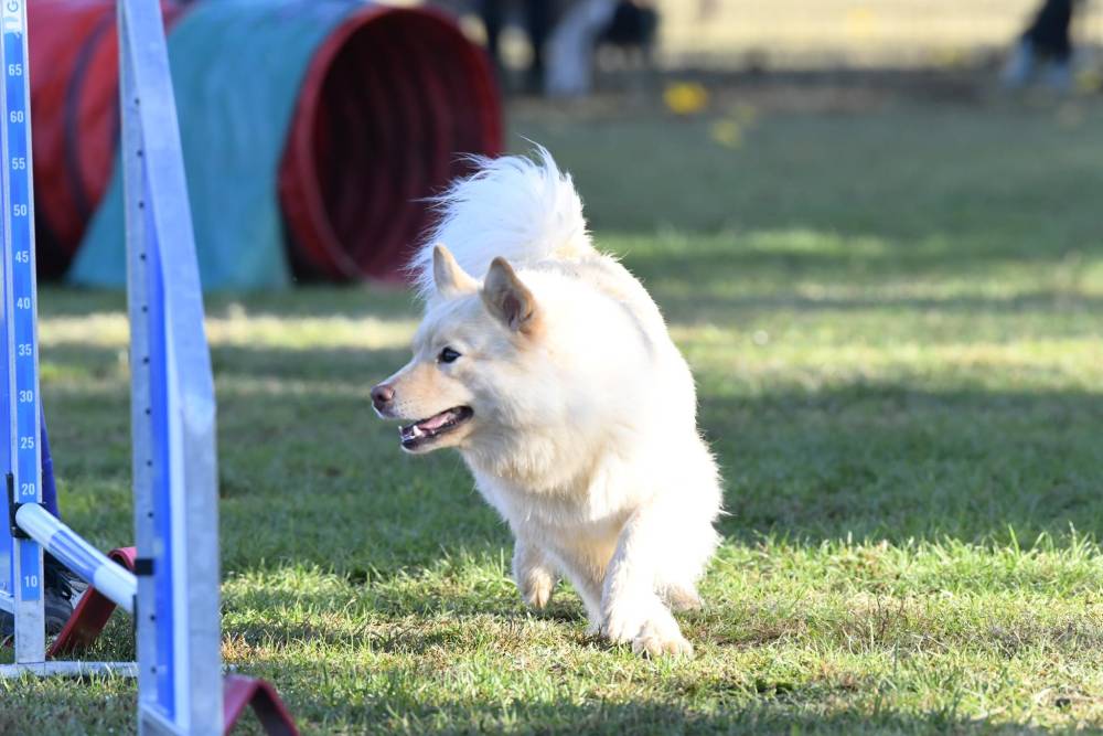 Laplume Enchantée - Éducation Canine 47 (1)